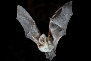 morcego-orelhudo-cinzento