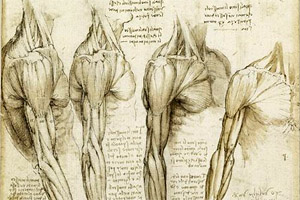 anatomia (Da Vinci)