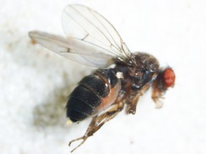 Drosophila americana, modelo de estudo
