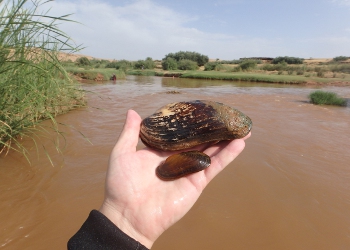 A espécie M. marocana foi encontrada nos últimos 54 km do Rio Laabid