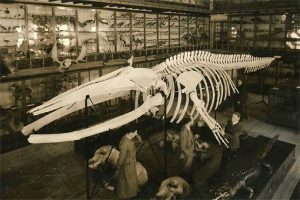 Museu de Zoologia, baleia