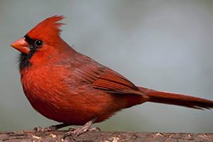 ave vermelha