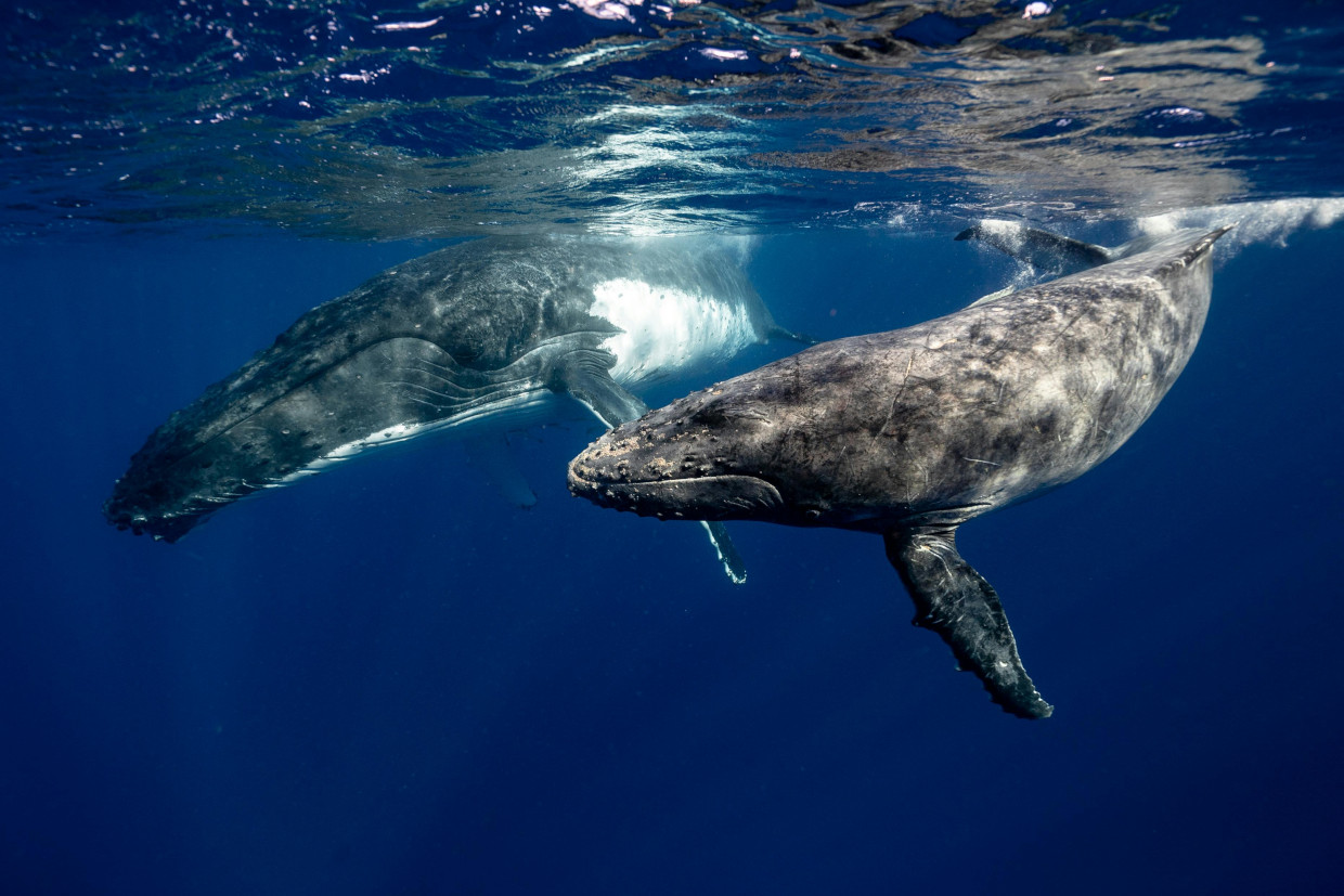FCUP e CIIMAR juntos em projeto internacional para a proteção das baleias
