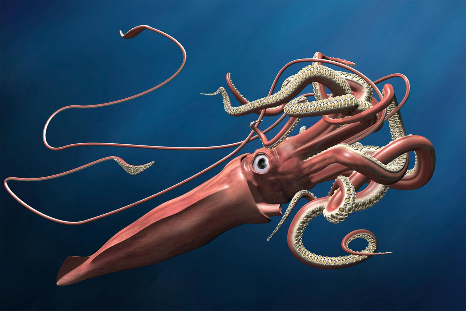 Investigadores do CIIMAR ajudam a desvendar ADN de "monstro" marinho