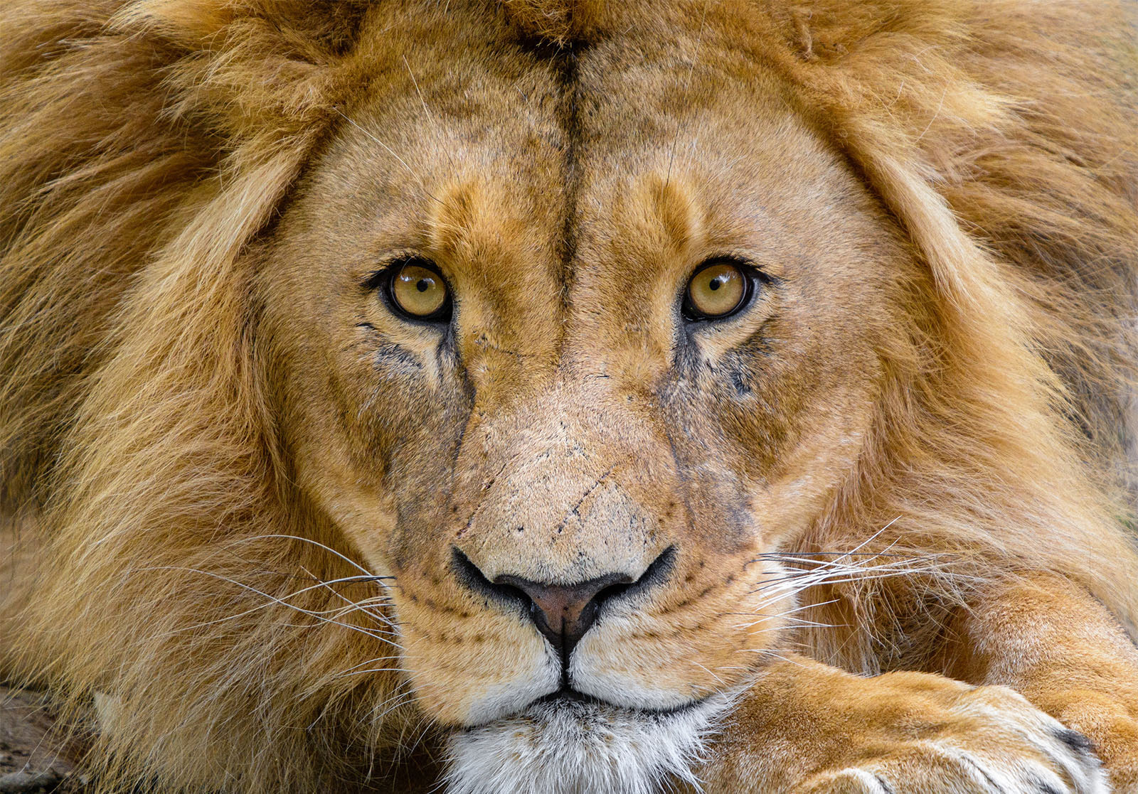 Investigador da U.Porto ajuda a desvendar a história genética do leão