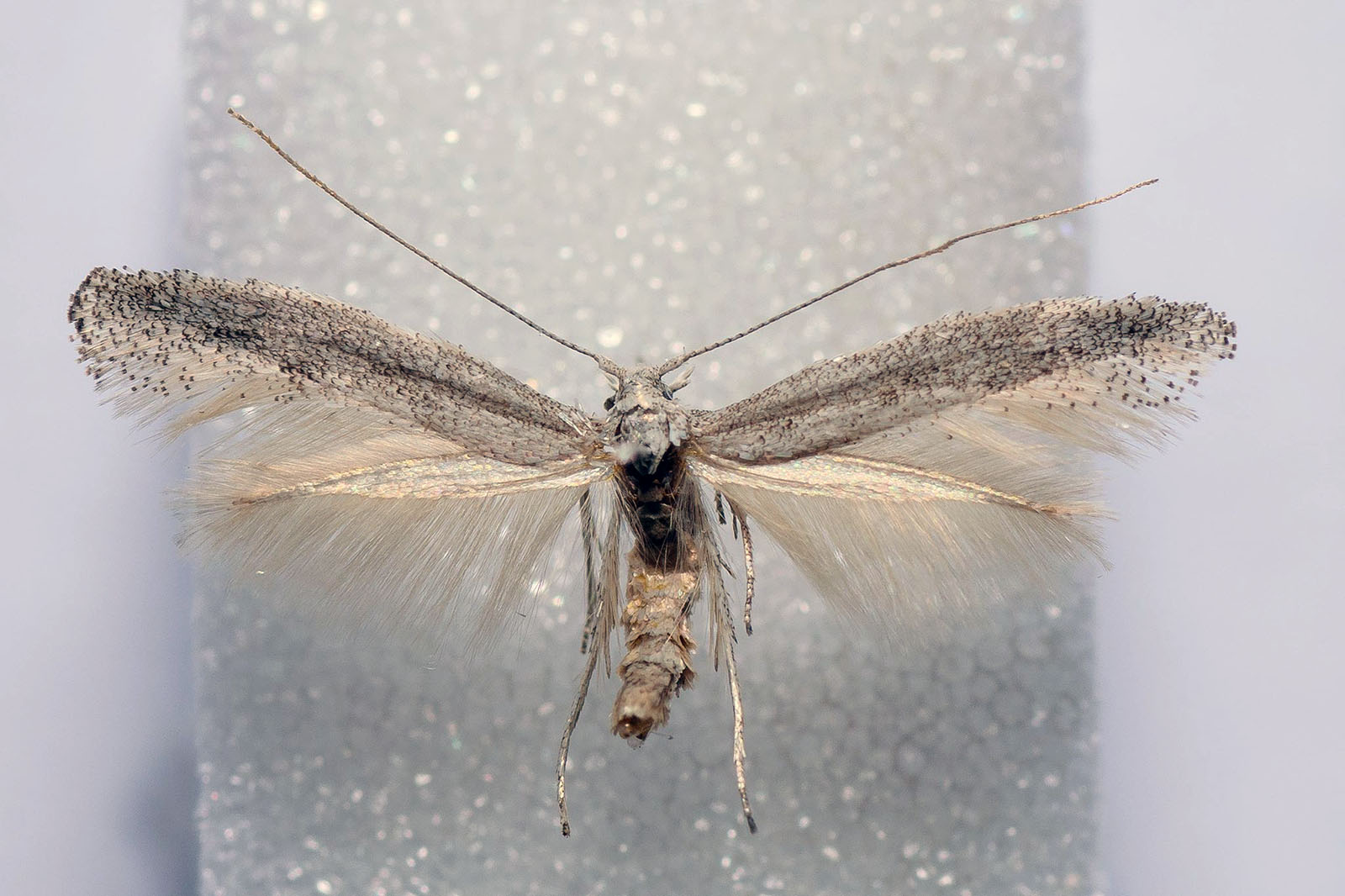 Investigadores do CIBIO-InBIO detetam nova espécie de borboleta em Portugal