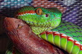 Investigadores da FCUP desenvolvem antídotos para venenos de serpentes