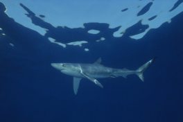 Alterações climáticas trazem tubarões para a superfície