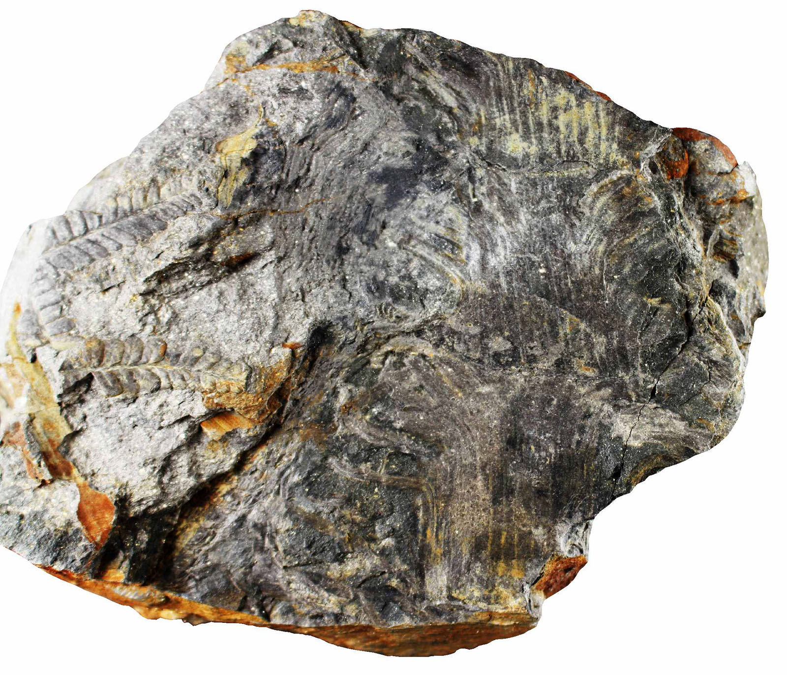 Investigador da FCUP descobre fóssil com mais de 300 milhões de anos