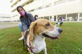 Cães de companhia ajudam à saúde mental de doentes com fibromialgia