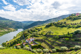 U.Porto em projeto internacional para reduzir uso do cobre nas vinhas