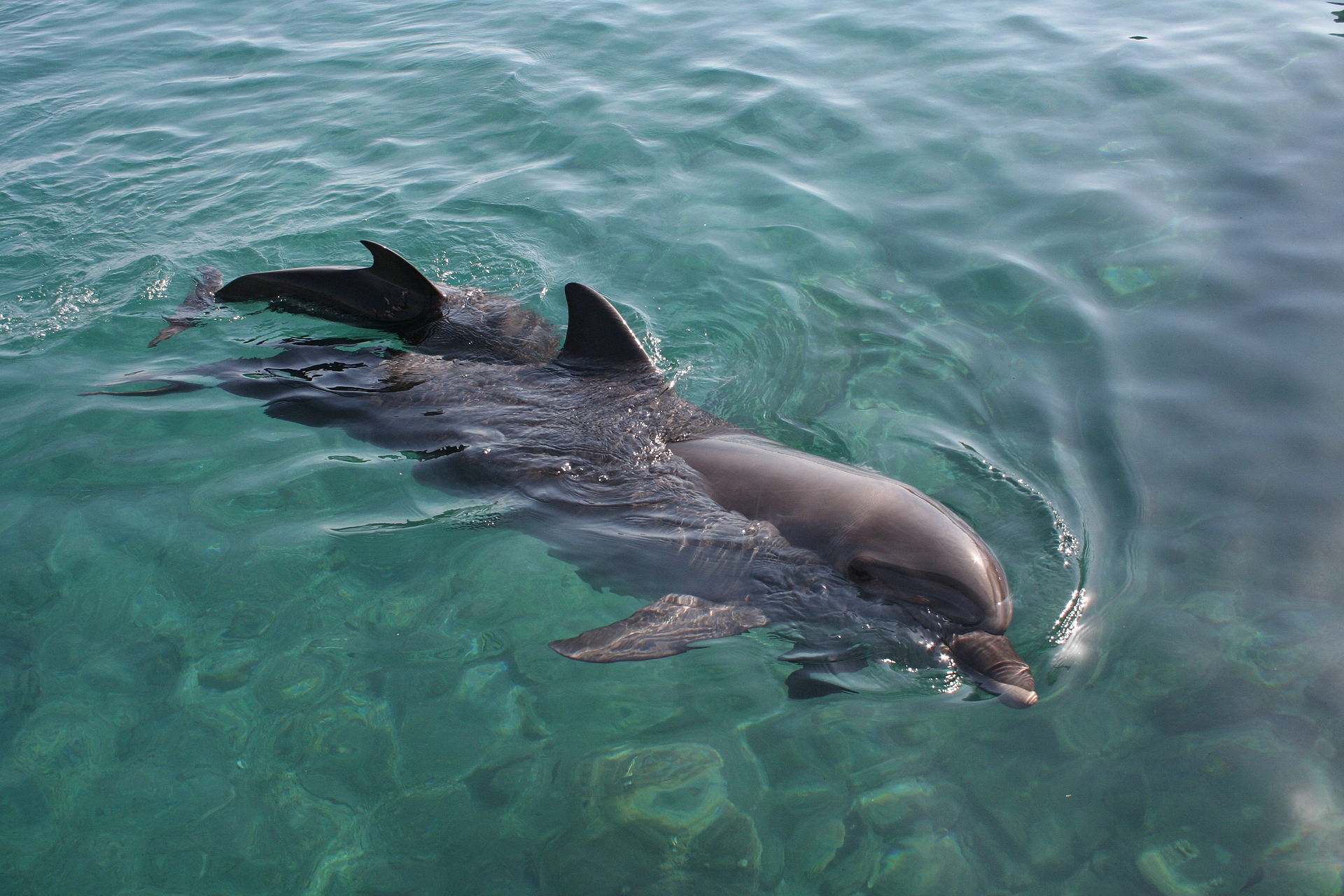 Cientistas da U.Porto descobrem o "combustível" dos espermatozoides dos golfinhos
