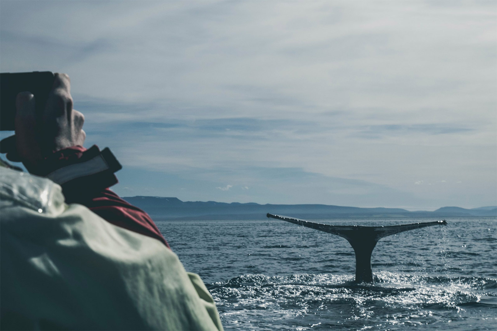 CIIMAR estuda baleias e golfinhos do Algarve através das redes sociais