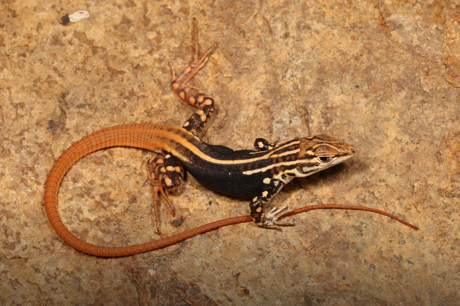 Investigadores da U.Porto descobrem novas espécies de lagarto em Angola