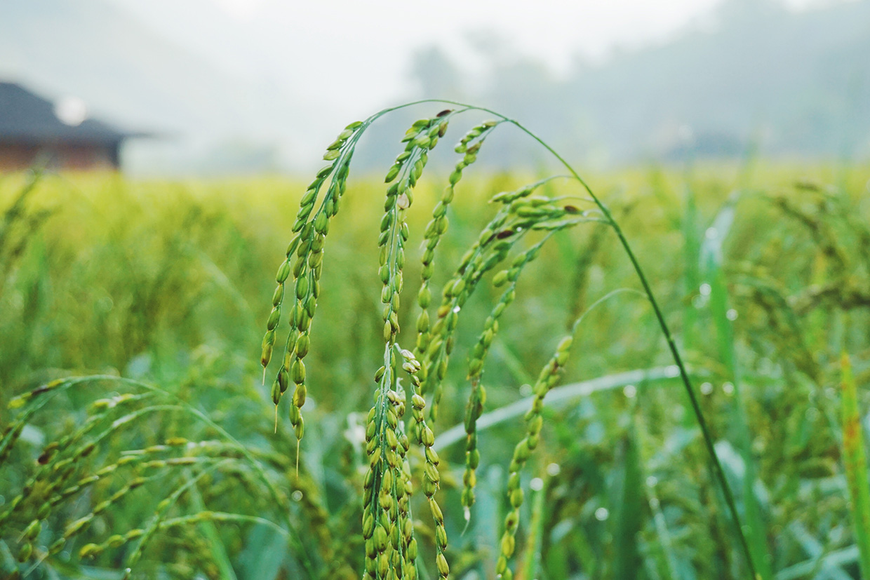Cientistas da FCUP querem tornar o arroz mais resistente ao calor