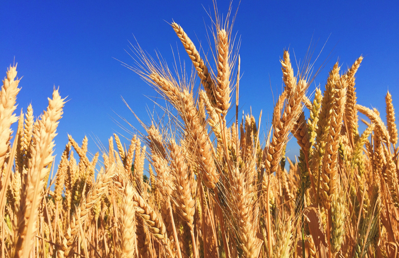 Investigadores da FCUP querem tornar o trigo mais sustentável e saudável
